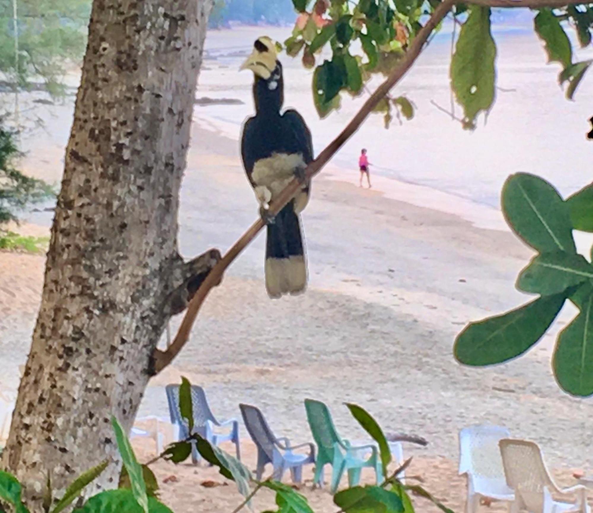 Starlight Beach Resort Koh Phayam Eksteriør billede